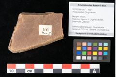 Foto (Objekt + Etikett) von Pinus praelarix Ettingshausen (NHMW-GEO-2024-0188-0307)